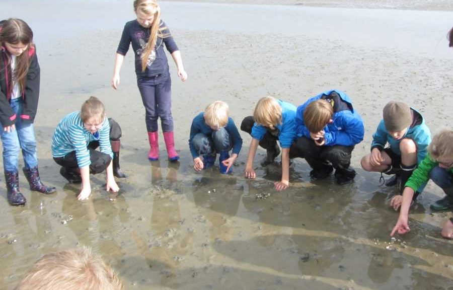 Grundschulkinder suchen gemeinsam und konzentriert etwas im Watt