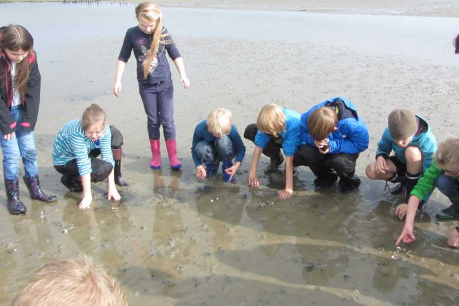 Grundschulkinder suchen gemeinsam und konzentriert etwas im Watt