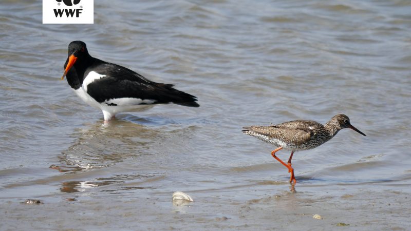Ein Austernfischer und ein Rotschenkel auf Wattfläche.